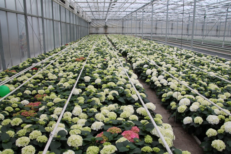 pepiniere-CALLIAN-min_nursery-hydrangea-white-flowers-greenhouse-flower-1609210-pxhere.com